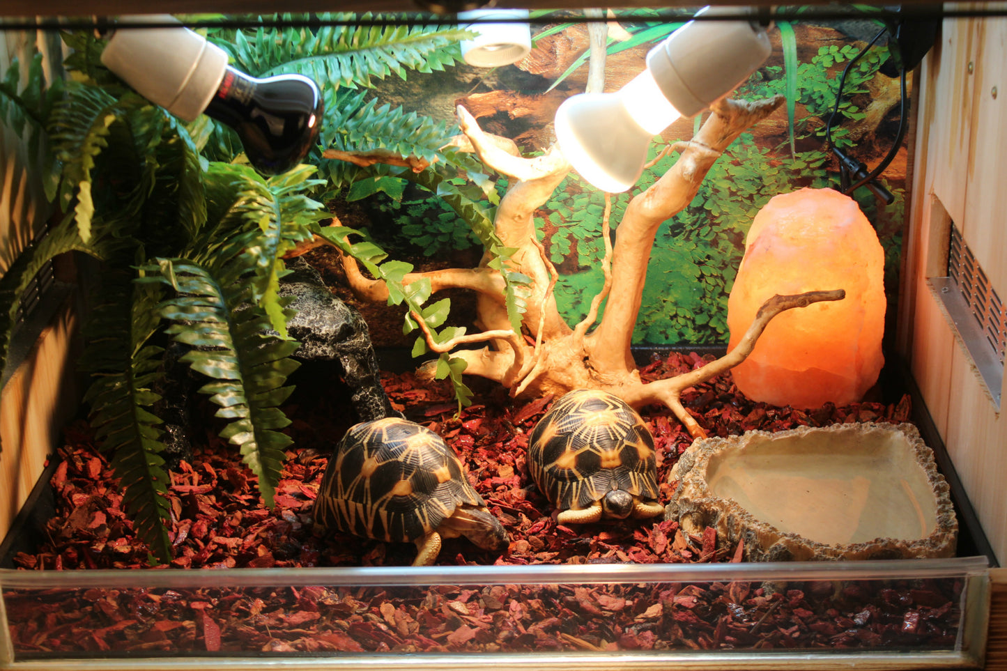 exemple Borozo Reptile Tortoise Cave Hideout