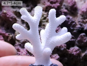 white Fish Tank Decoration, Sea Water Tank, Starfish Resin Ornaments