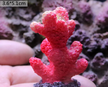 red Fish Tank Decoration, Sea Water Tank, Starfish Resin Ornaments