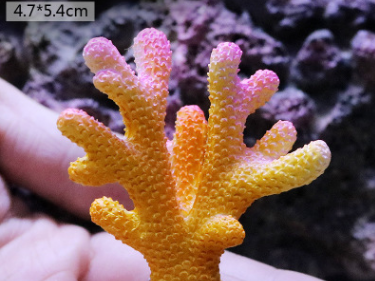 orange Fish Tank Decoration, Sea Water Tank, Starfish Resin Ornaments